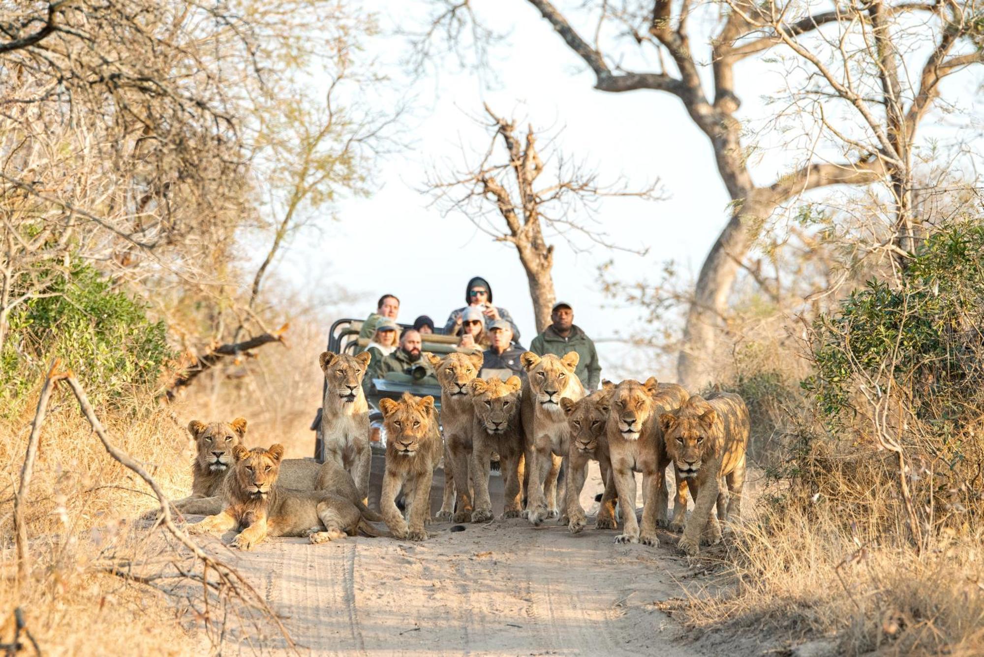 Willa Royal Malewane Thornybush Game Reserve Zewnętrze zdjęcie